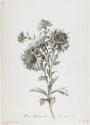 Reine-Marguerite, from Fleurs Dessinees d